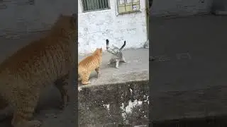 #funny #combat de chat