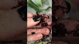 How to Deal With Root Rot