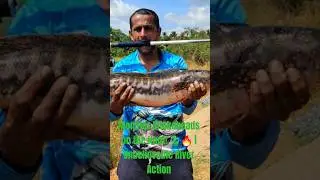#1 Trending Snakes head Fishing in  🇱🇰  @River & Sea Anglers Club ✅ Subscribe & Join Us!+94772221037