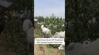 Fulani Herdsmen