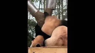 Pandas boast the sturdiness of bears and the agility plus suppleness of cats! #panda #cute