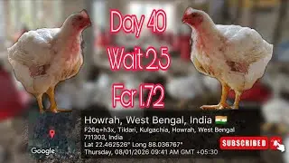 Day 40 Body wait 2.5 Fcr 1.72🐓🐔 #poultryfarm #chickenfarm 