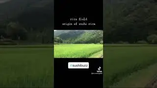 How rice is born Where rice is met Rice Farm #sushirice #rice #ricefarming #ricefield