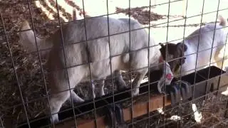 The amazing balancing goat