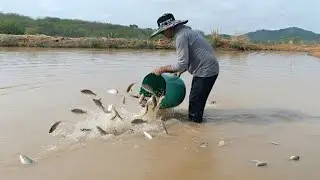 ABASTECENDO MAIS UM AÇUDE COM OS PEIXES DO MEU CRIATÓRIO EM 2026