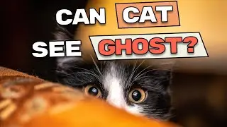 Can Cats See Ghosts? The Spooky Truth Backed by Science | CATZILLA ACADEMY