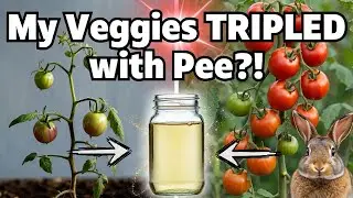 This Rabbit Pee Trick Grew My Veggies 3X Bigger (Sounds Crazy But Watch This!)