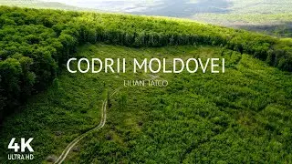 Codrii Moldovei | 4k video | Nature | Relax