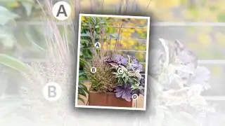 Leucothoe - garden plants