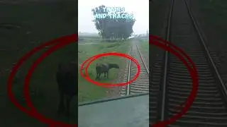 Live big buffalo hit with fastest non stop train green line express near Gujranwala #yt #live