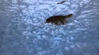 Colorado Avalanche Rescue