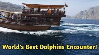Best Dolphin Sighting in the World