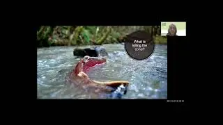 When the rubber meets the road  Tire chemicals in the toxicology of stormwater video with Q&A