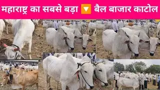 katol bail bazaar ! ✅ महाराष्ट्र का सबसे बड़ा बैल बाजार काटोल नागपुर विदर्भ । 3 12 24