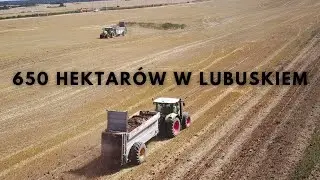 Nawożenie na wielką skalę! Kilka tysięcy ton obornika zamiast nawozów NPK
