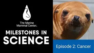 Milestones in Science: California Sea Lion Cancer