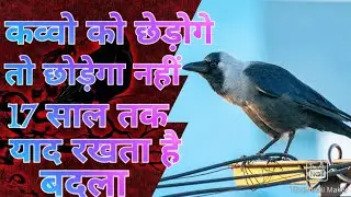 कव्वो को छेड़ोगे तो छोड़ेगा नहीं 17 साल तक याद रखता है बदला | Facto pf things