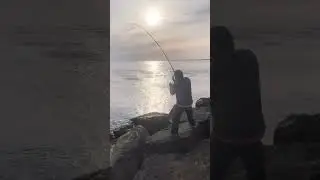 Catching Bluefish On Cape Cod From Shore!
