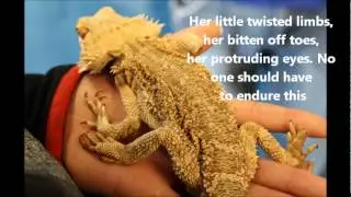 Sam Our MBD bearded dragon