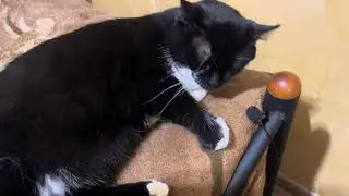Purring Cat sound for Relaxation. Relax and Purr. Sweet Cat purring 132 Sweet video for relaxation 