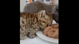three cute kittens eating food | kittens eat #shorts