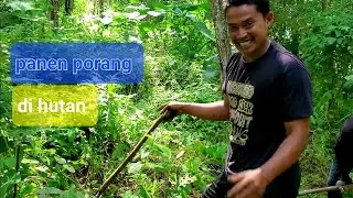 panen buah porang