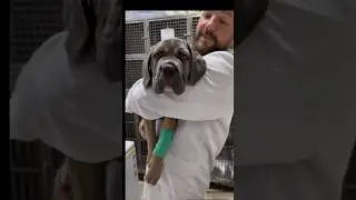 Vaccination and parasite treatment schedule (see description)