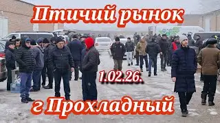 Голуби цены Птичий рынок г Прохладный