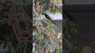 Koyal sound real voice #koyal #sound #viral #trending #ytshort #birds #bird #cute #soothing #nature