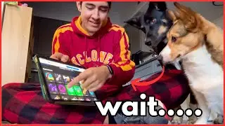 Can Dogs Learn to Use an iPad?