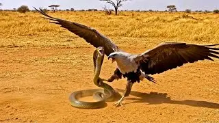 Secretary Bird vs Cobra : Savanna&rsquo;s Fiercest Snake Fight !