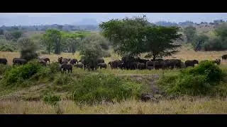 Mara Safari Lodge Kidepo - Game drive