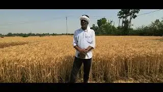 @NDTV ZT Wheat crop Farmer Feedback