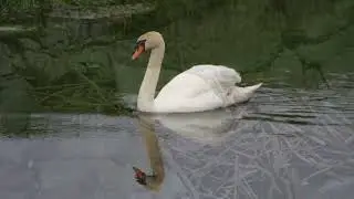 Les cygnes 🦢 