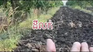 ដីចំការស្វាយល្បាយដីល្អណាស់7000$/ហិចតា| Telegram 077 488 588