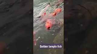 Amritsar Golden temple Fish ❣️ #youtubeshorts#viral #trending
