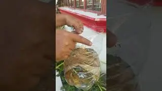 How to use dry banana leaves for your betta fish#OnVacation#HealthyFish