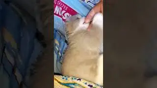 Маленькое чудо.