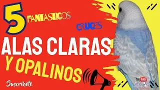 Alas Claras y Opalinos 🚨 Cruces Fantasticos