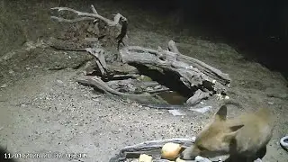 Goal in nature - Obiettivo nella natura sta trasmettendo dal vivo.