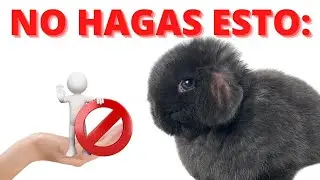 ⚠ 3 ERRORES Al Tener CONEJOS En CASA, Mucho Cuidado!