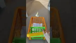 Катаем попугая кореллу на тележке #попугай #корелла #parrot #cockatiel #corella