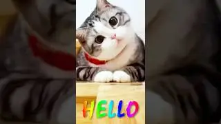 The Surprising Truth About Funny Cats Nobody Tells You  #funnycats #funny #crazypets