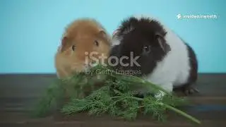 top 10 funniest guinea pig moments.