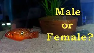 How to identify female and male Red Jewel Cichlids.
