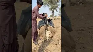 رعاية الناقة العجوز وتبريدها بالماء في حرّ الصحراء