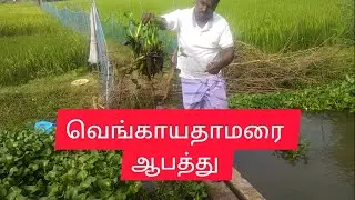 வெங்காயதாமரை செடி பாதிப்பும் ஆபத்தும் #water Hyacinth#village views#tamil Nature#Environment Tamil