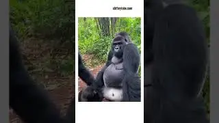 Papa pit gye #funnyanimals #animalfunny #funnyanimalvideos #animalreels #animalshorts#petsfunny