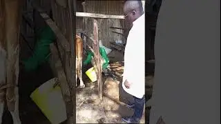 Supervision on Milking