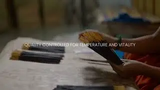 Natural, Hand-crafted Incense Sticks | Eco-friendly Incense